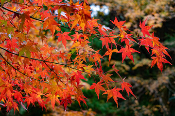 red maple 
