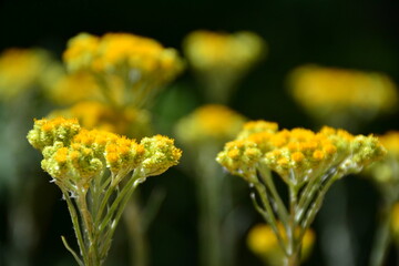 Helichrysum arenarium sandy immortelle