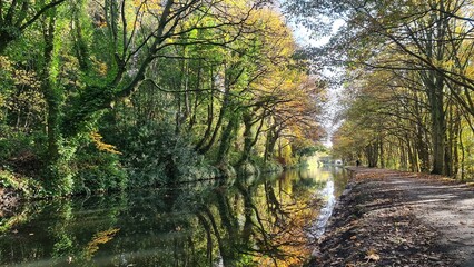 autumn in the forest