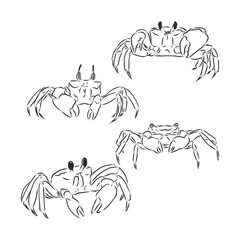 Vector vintage crab drawing. Hand drawn monochrome seafood illustration. Great for menu, poster or label. crab animal vector sketch illustration