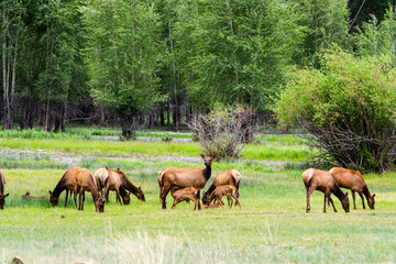 Naklejka na ściany i meble Elk herd grazing in field
