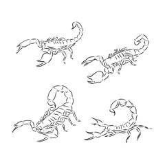 Graphical scorpions isolated on white background,vector illustration for tattoo and printing Scorpion animal vector sketch illustration