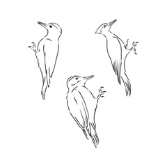 Woodpecker on old tree branch in vintage engraving style. Hand drawn vector retro illustration. Template for cover, poster, banner, greeting card. woodpecker bird vector sketch illustration