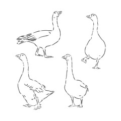 Fototapeta na wymiar vector illustration of engraving goose on white background . goose bird vector sketch illustration