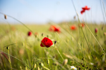 Closeup shot of red poppies in the field