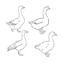 vector illustration of engraving goose on white background . goose bird vector sketch illustration