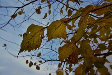 Jesienne liście  barwne tło