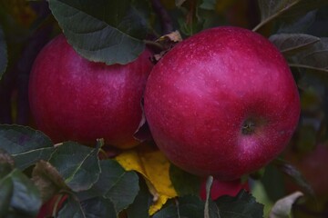Jabłka w sadzie wśród liści - obrazy, fototapety, plakaty