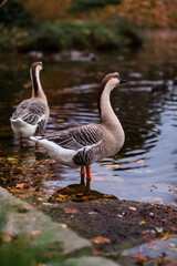 Graugänse am Wasser im Herbst