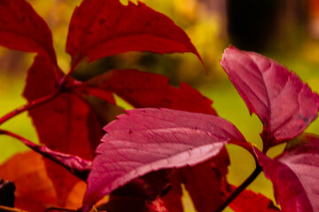 Naklejka na ściany i meble Autumnal background with colorful leaves.