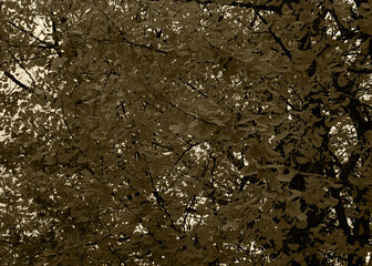 ginkgo trees in Japan 