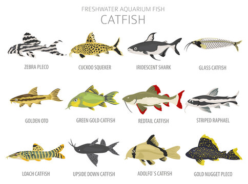 Catfish. Freshwater aquarium fish icon set flat style isolated on white