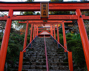 Fototapeta na wymiar repetitive shinto shrines on the hill