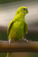 parrot on a branch