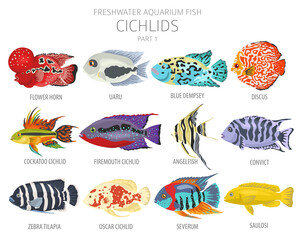 Cichlids fish. Freshwater aquarium fish icon set flat style isolated on white