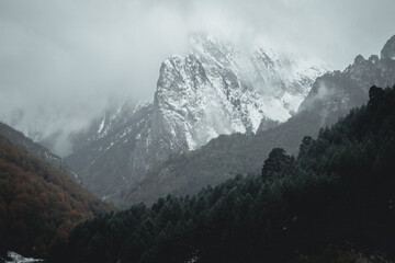 Closeup shot of trees in a landscape and snowy mountains on a foggy day