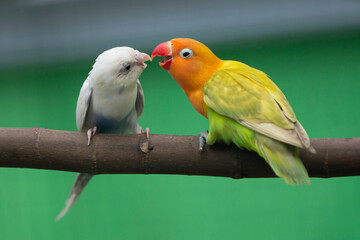 two parrots on a branch