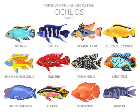 Cichlids fish. Freshwater aquarium fish icon set flat style isolated on white