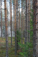 Obraz premium Small tree in a pine forest.