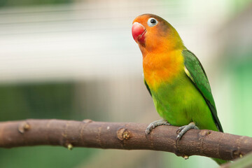 red and green parrot