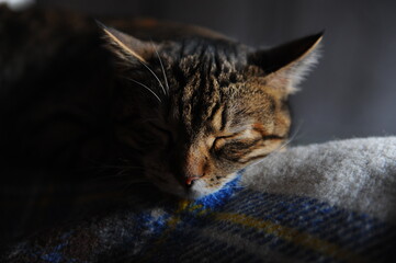 Naklejka premium Tabby kitten sleeping calmly