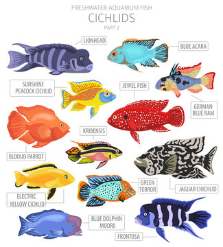 Cichlids fish. Freshwater aquarium fish icon set flat style isolated on white
