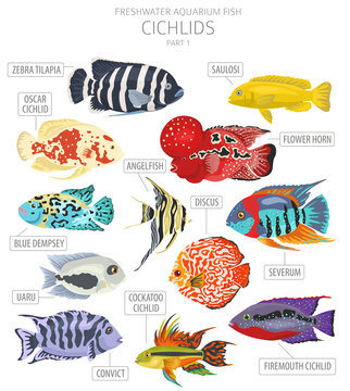 Cichlids fish. Freshwater aquarium fish icon set flat style isolated on white