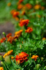 Marigold Tagetes erecta