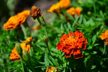 Marigold Tagetes erecta
