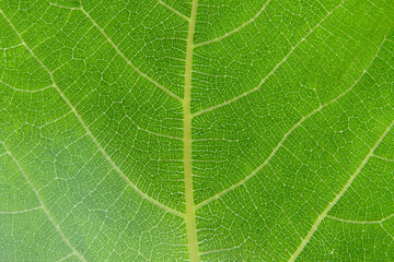 close up of a leaf, orange abstract