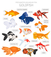 Goldfish. Freshwater aquarium fish icon set flat style isolated on white
