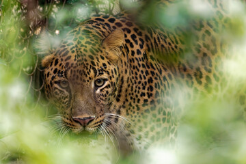 Fototapeta na wymiar A leopard hiding behind leaves