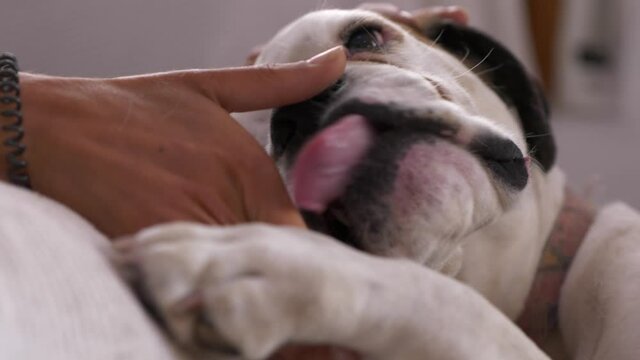 Cute Dog Shows Affection, Cuddles and Licks Hand, Close Up Static Shot