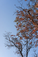 Yellow and orange dry autumn leaves, forest landscape in clear weather. The crown of trees with...