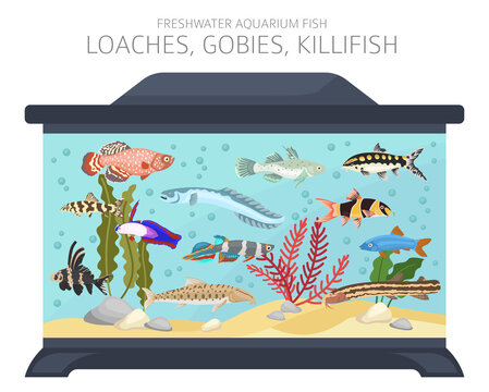Loaches, gobies, killfish. Freshwater aquarium fish icon set flat style isolated on white