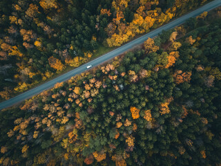 Car rides on the road in a beautiful autumn forest, photo from a drone. Beautiful autumn forest landscape, top view.