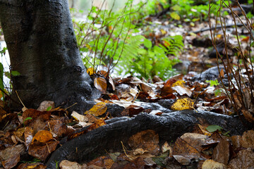 Fototapeta premium Tree bottom featuring rough texture of branches and autumn leaves after rain