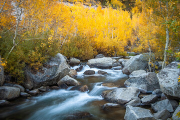 Stream Through Yellow Aspen