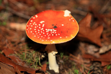 Fly agaric on a forest amanita muscaria amanitaceae family psychedelic trip high quality prints