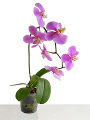 Naklejka na ściany i meble pretty purple and pink flower of orchid Phalaenopsis isolated close up