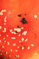 Fly agaric on a forest amanita muscaria amanitaceae family psychedelic trip high quality prints