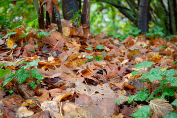 Naklejka na ściany i meble Autumn leaves piling up on ground in woodland