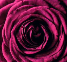close up of pink rose