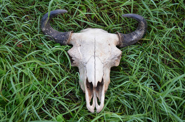 Obraz premium Bison skull with horn lies in green grass. Design concept. Space for text.