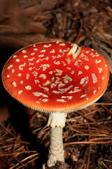 Fly agaric on a forest amanita muscaria amanitaceae family psychedelic trip high quality prints