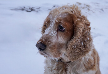  Portrait of a dog spaniel breed with a sad look and a snowy muzzle.