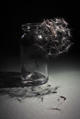 Still life macro botlle and dandellio 