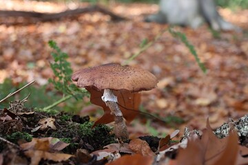 Unsere schönen Waldpilze