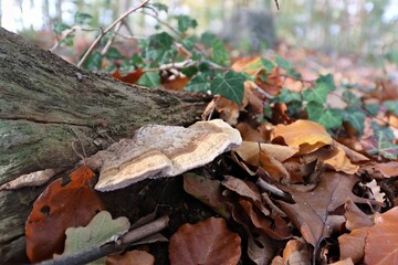 Unsere schönen Waldpilze