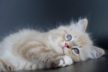 Neva Masquerade on black backgrounds